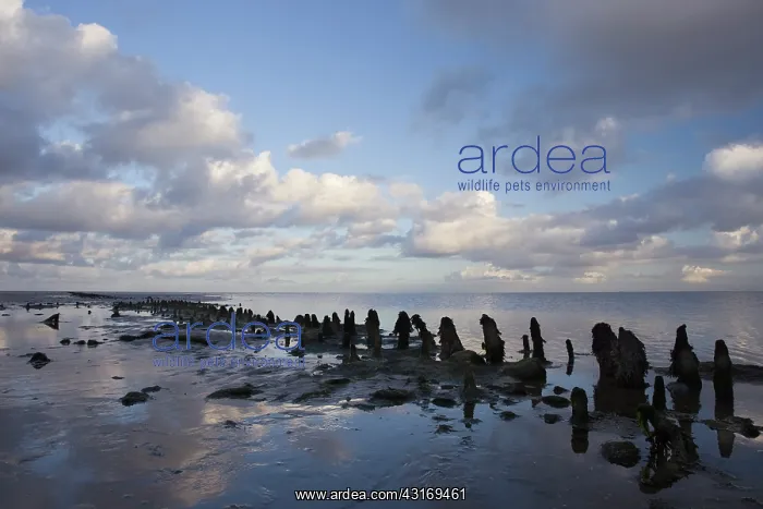 : Old wooden seawall at low tide in the Wadden Sea : Old wooden seawall at low tide in the Wadden Sea