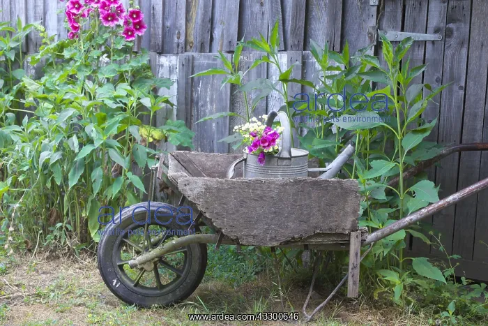 : Old wooden wheelbarrow in a garden, hollyhocks and : Old wooden wheelbarrow in a garden, hollyhocks and