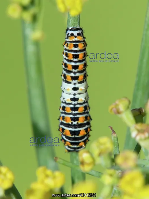 : Old World Swallowtail : Old World Swallowtail