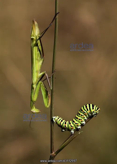 : Old World Swallowtail : Old World Swallowtail