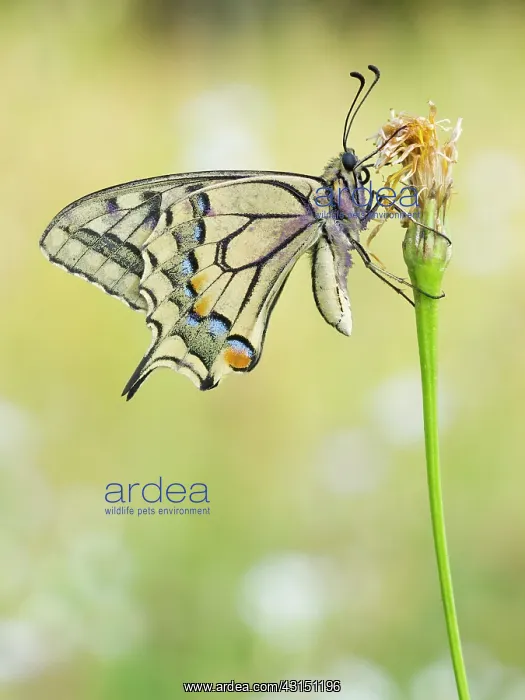 : Old World Swallowtail : Old World Swallowtail