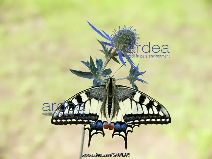 : Old World Swallowtail : Old World Swallowtail