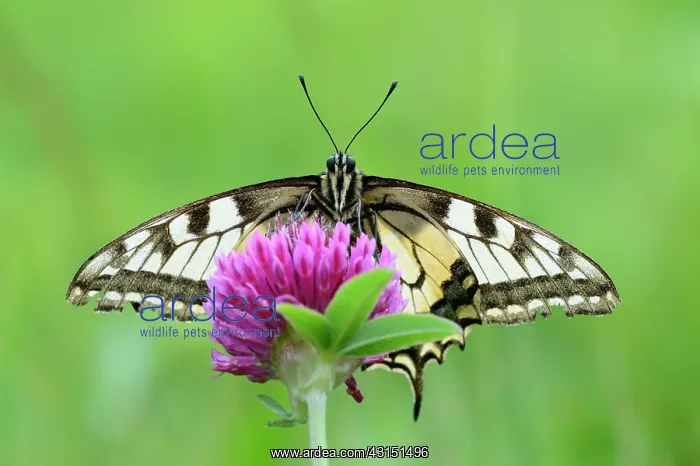 : Old World Swallowtail : Old World Swallowtail