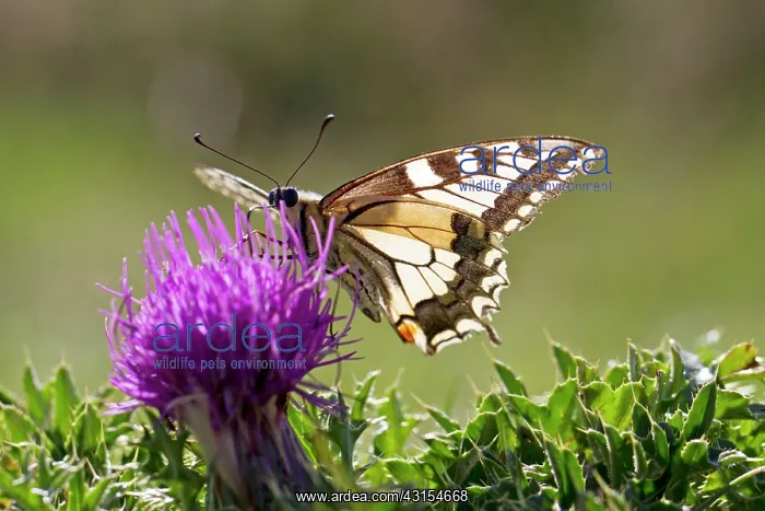 : Old World Swallowtail : Old World Swallowtail