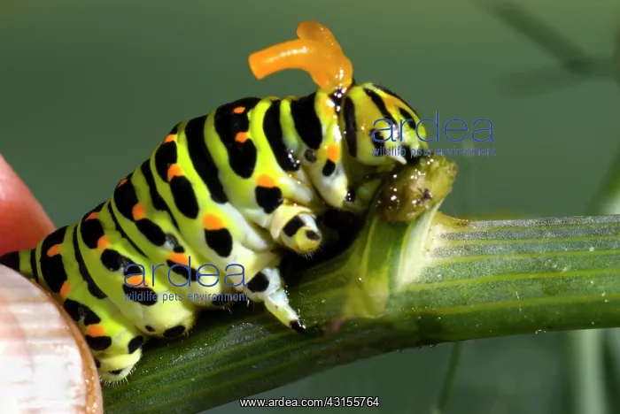 : Old World Swallowtail : Old World Swallowtail
