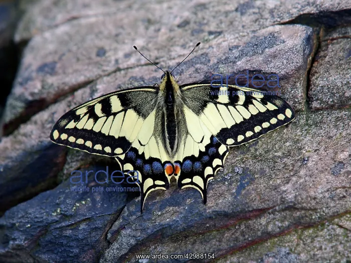 : Old-World Swallowtail Butterfly : Old-World Swallowtail Butterfly