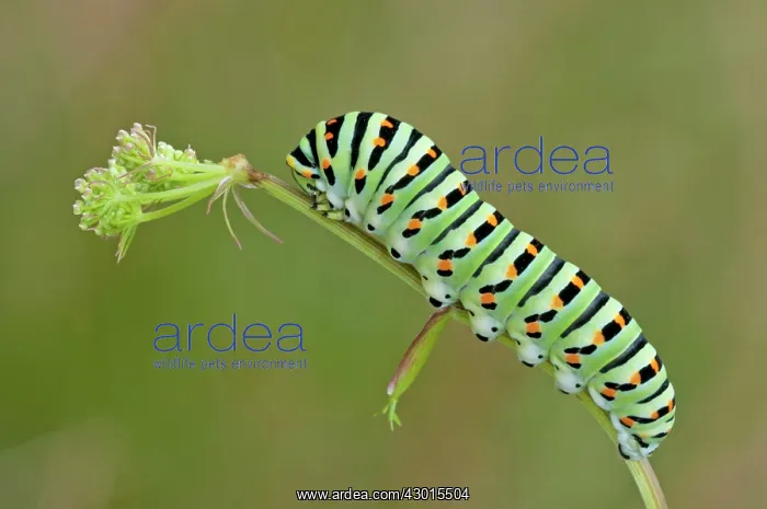 : Old World Swallowtail Caterpillar after eating : Old World Swallowtail Caterpillar after eating