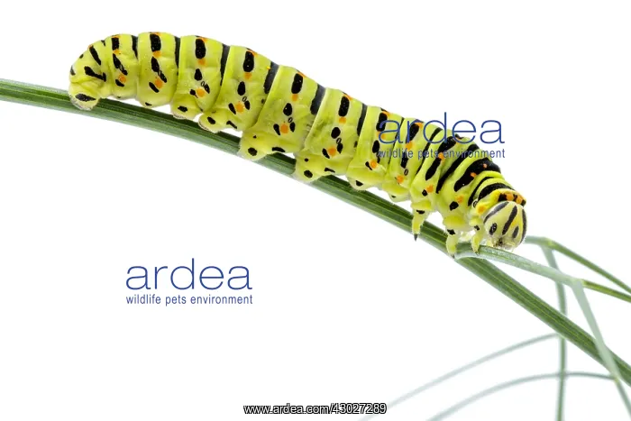 : Old World Swallowtail - caterpillar on white background : Old World Swallowtail - caterpillar on white background