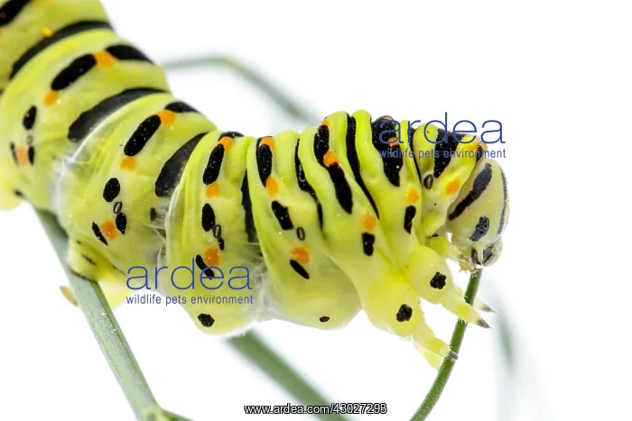 : Old World Swallowtail - caterpillar on white background : Old World Swallowtail - caterpillar on white background