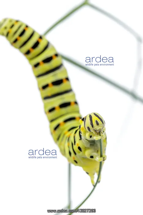 : Old World Swallowtail - caterpillar on white background : Old World Swallowtail - caterpillar on white background