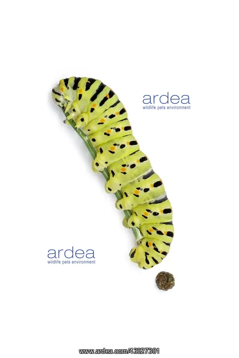 : Old World Swallowtail - caterpillar on white background : Old World Swallowtail - caterpillar on white background