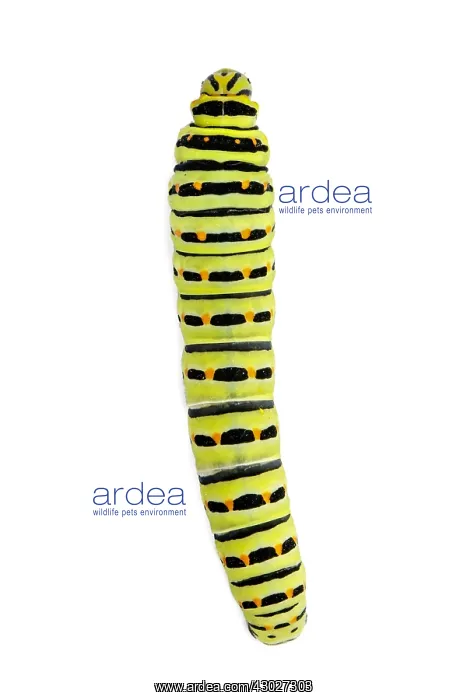 : Old World Swallowtail - caterpillar on white background : Old World Swallowtail - caterpillar on white background