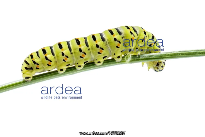 : Old World Swallowtail - caterpillar on white background : Old World Swallowtail - caterpillar on white background