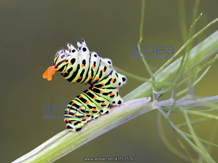 : Old World Swallowtail (Papilio machaon) : Old World Swallowtail (Papilio machaon)