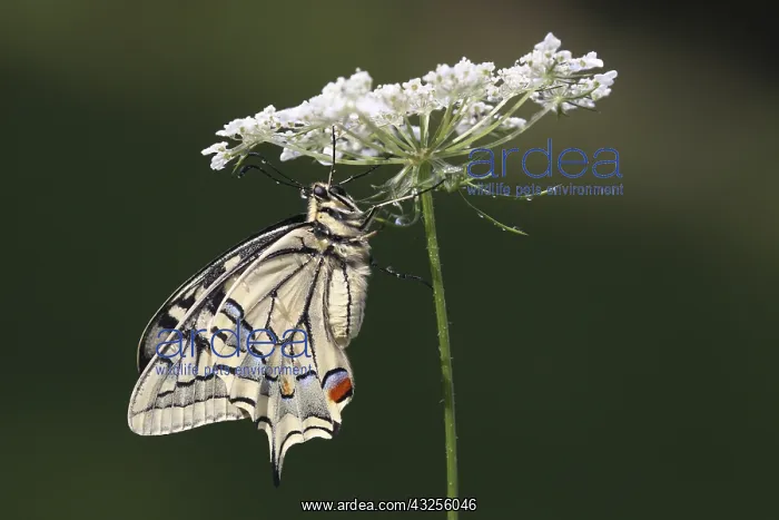 : Old world Swallowtail (Papilio machaon) butterf : Old world Swallowtail (Papilio machaon) butterf