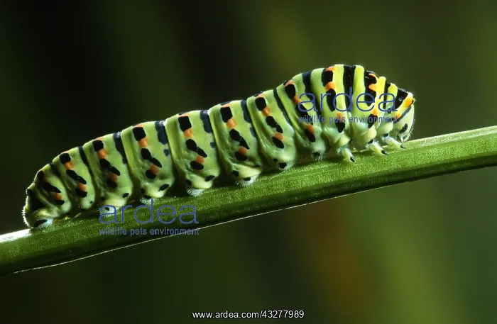 : Old World Swallowtail (Papilio machaon) caterpi : Old World Swallowtail (Papilio machaon) caterpi