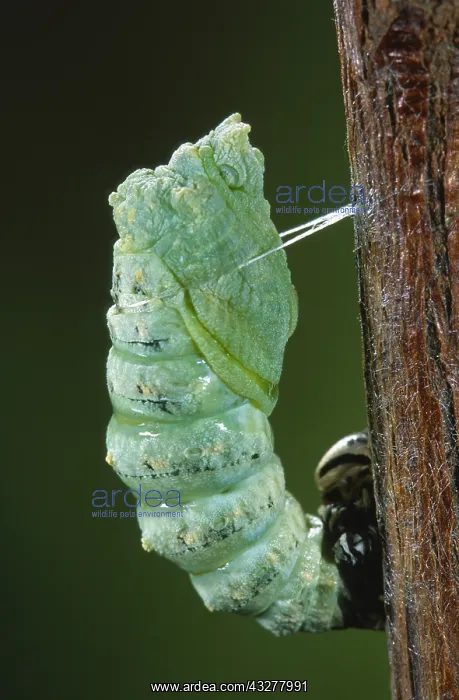 : Old World Swallowtail (Papilio machaon) chrysal : Old World Swallowtail (Papilio machaon) chrysal