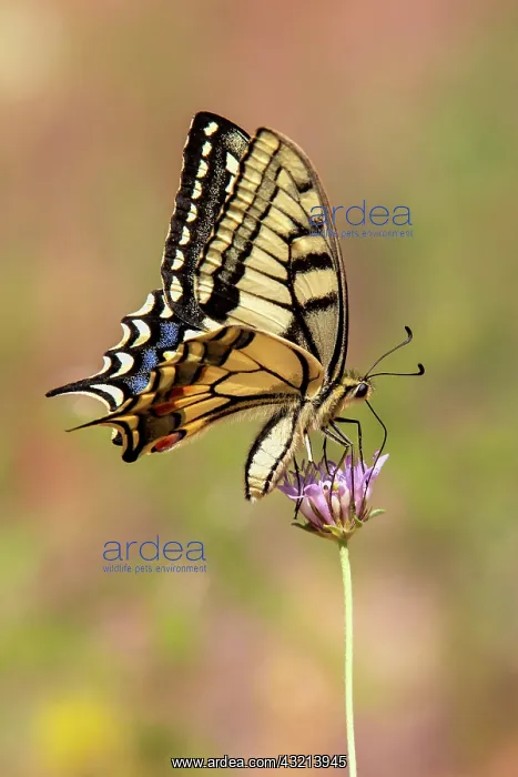 : Old World Swallowtail (Papilio machaon) Posed with : Old World Swallowtail (Papilio machaon) Posed with