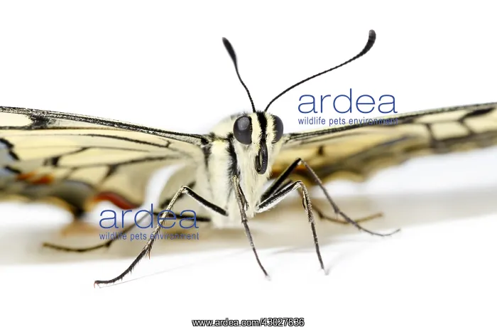 : Old World Swallowtail - on white background - Galicia : Old World Swallowtail - on white background - Galicia