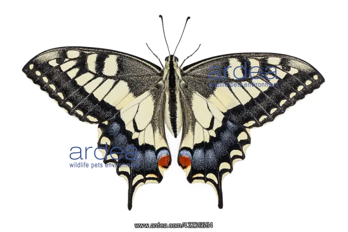  : Old World Swallowtail - on white background - Galicia