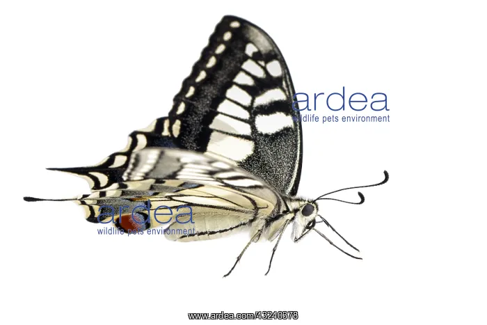 : Old World Swallowtail - on white background - Galicia : Old World Swallowtail - on white background - Galicia