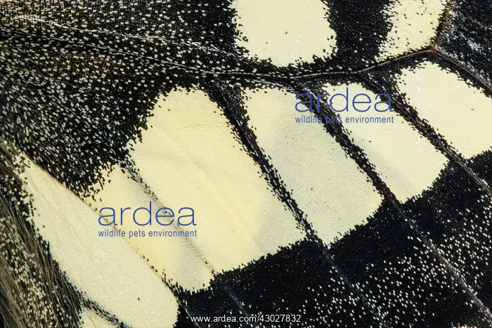: Old World Swallowtail - wings detail - Galicia, Spain : Old World Swallowtail - wings detail - Galicia, Spain