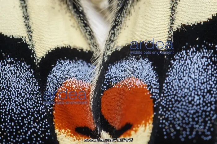 : Old World Swallowtail - wings detail - Galicia, Spain : Old World Swallowtail - wings detail - Galicia, Spain