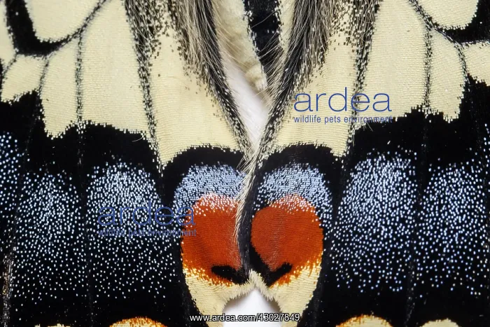 : Old World Swallowtail - wings detail - Galicia, Spain : Old World Swallowtail - wings detail - Galicia, Spain