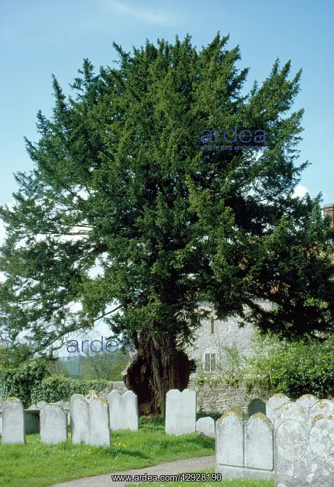 : OLD YEW. In Sussex churchyard, UK : OLD YEW. In Sussex churchyard, UK