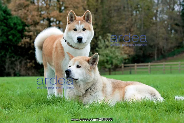 : Old and young Akita Inu dogs : Old and young Akita Inu dogs