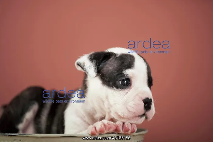 : Olde English Bulldog, puppy lying in a bowl : Olde English Bulldog, puppy lying in a bowl