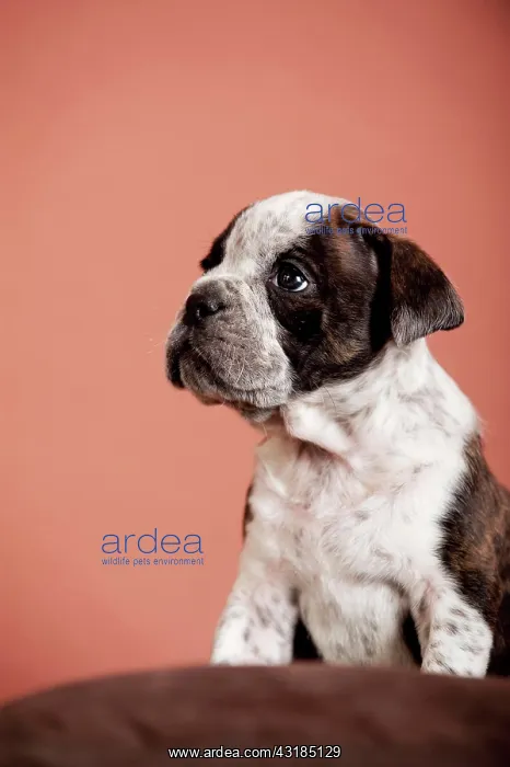 : Olde English Bulldog, puppy sitting : Olde English Bulldog, puppy sitting