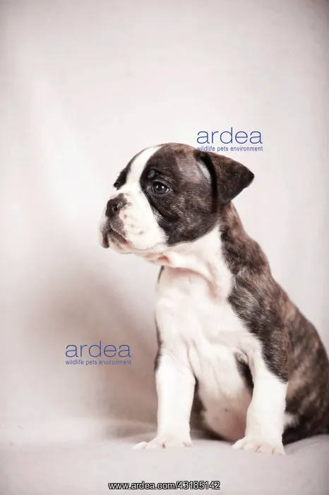 : Olde English Bulldog, puppy sitting : Olde English Bulldog, puppy sitting