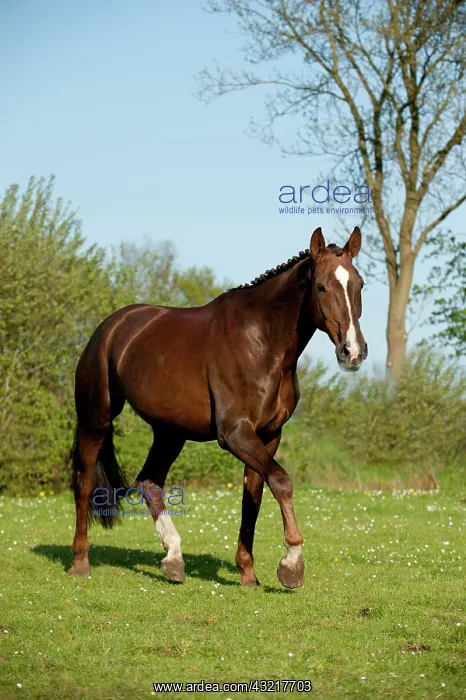 : Oldenburg horse trotting across a meadow : Oldenburg horse trotting across a meadow