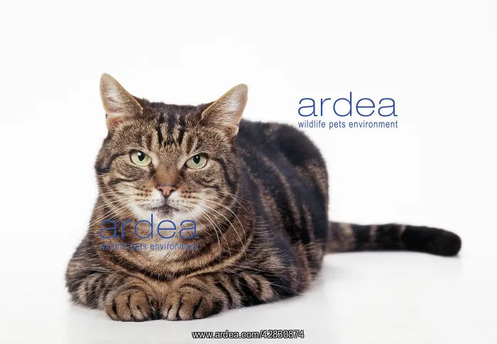 : Older Tabby CAT - lying, facing : Older Tabby CAT - lying, facing