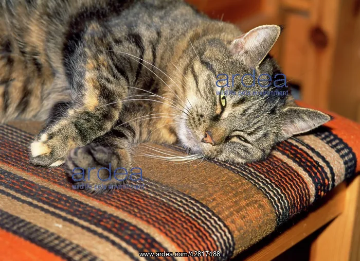  : Older Tabby CAT - sleeping on chair