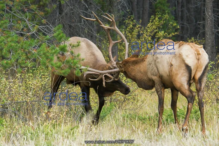 : Older and younger bull elk sparring together, Canadian : Older and younger bull elk sparring together, Canadian