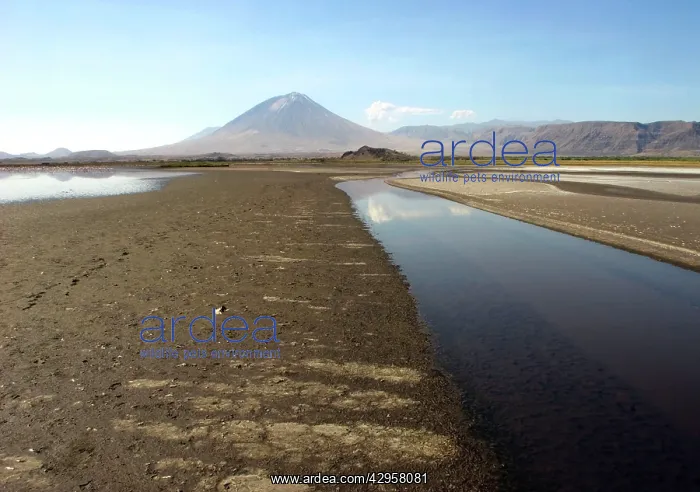 : Oldoinyo Lengai from lake Natron, Tanzania, Africa : Oldoinyo Lengai from lake Natron, Tanzania, Africa