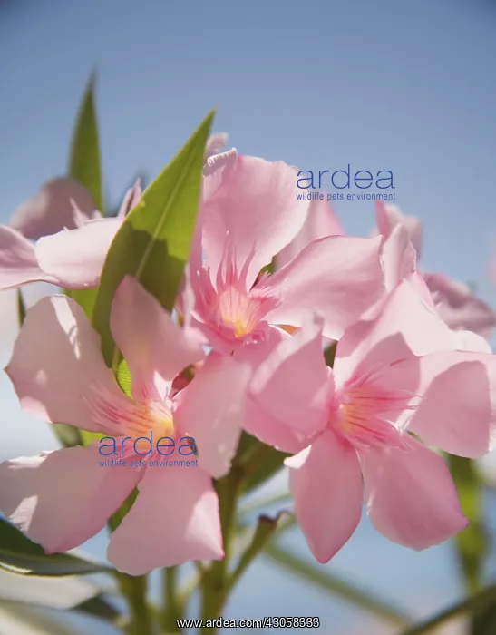 : Oleander, Nerium oleander : Oleander, Nerium oleander