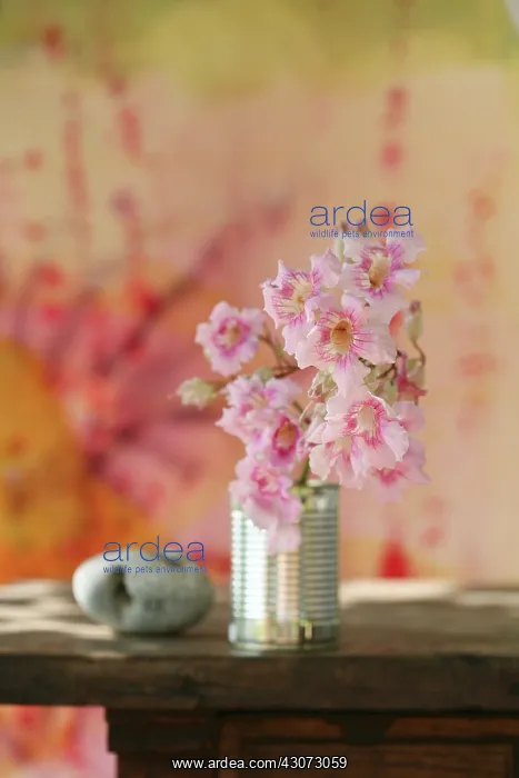  : Oleander, Nerium oleander