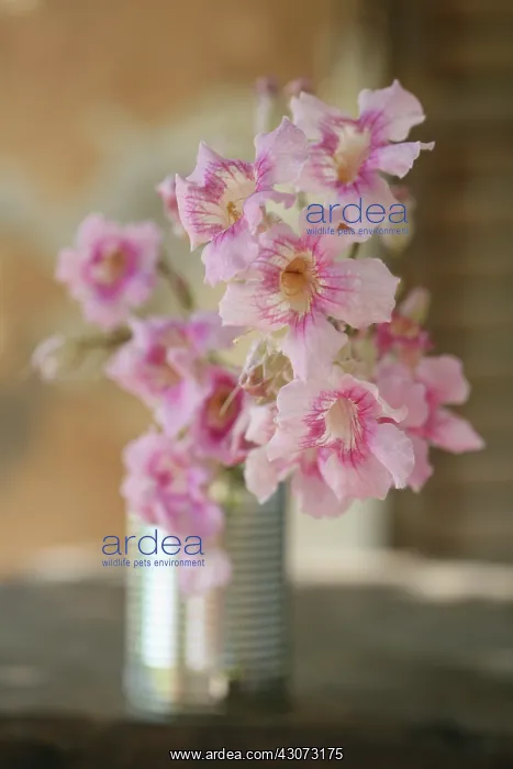: Oleander, Nerium oleander : Oleander, Nerium oleander