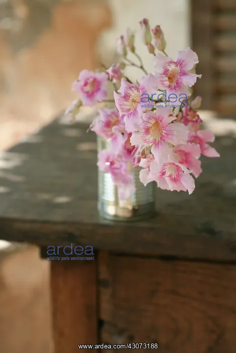 : Oleander, Nerium oleander