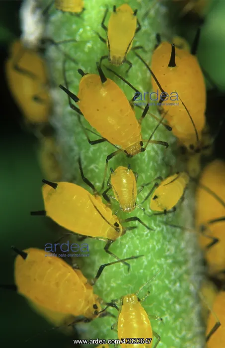 : Oleander aphid : Oleander aphid