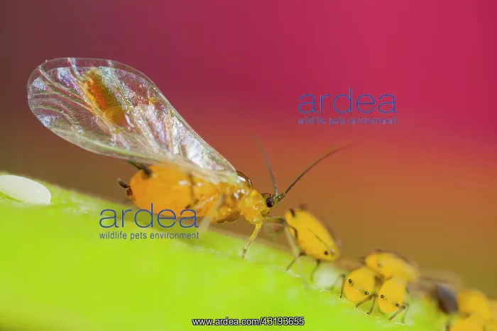 : Oleander aphid (Aphis nerii ) on stem at spring : Oleander aphid (Aphis nerii ) on stem at spring