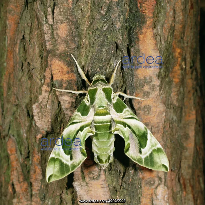 : OLEANDER HAWK-MOTH : OLEANDER HAWK-MOTH