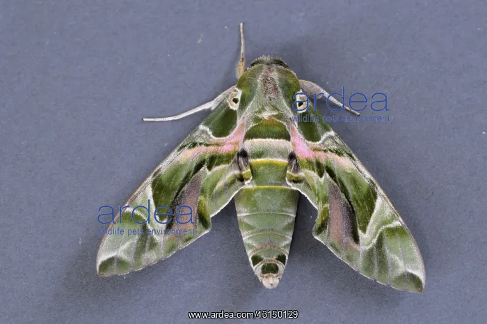 : Oleander Hawk Moth : Oleander Hawk Moth