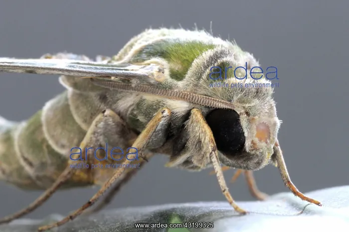 : Oleander Hawk Moth : Oleander Hawk Moth