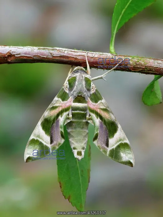 : Oleander hawk moth (Daphnis nerii), Other animals : Oleander hawk moth (Daphnis nerii), Other animals