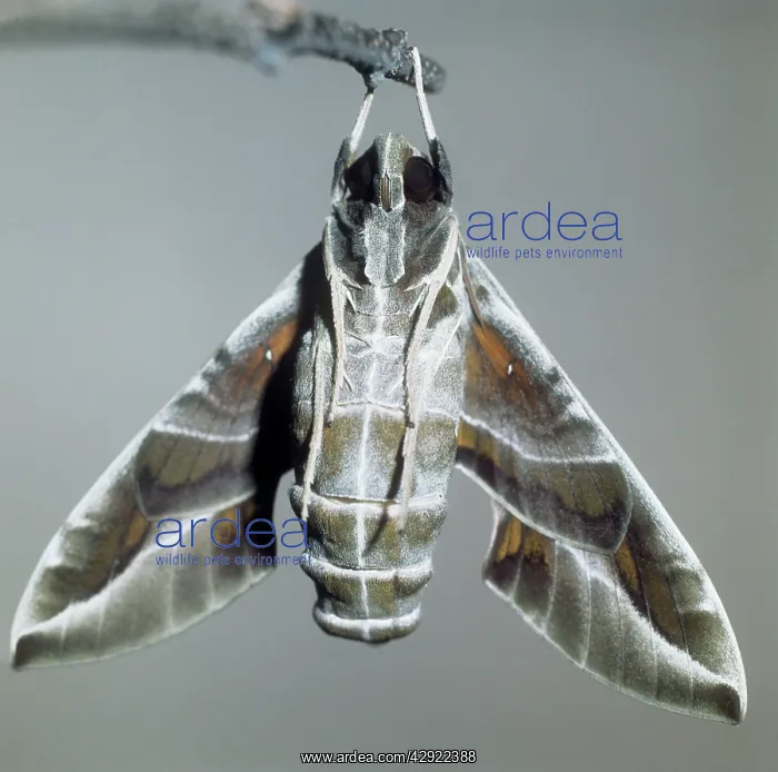 : Oleander Hawk Moth - hanging from twig : Oleander Hawk Moth - hanging from twig