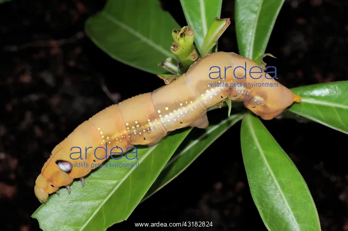  : Oleander Hawk Moth Larva